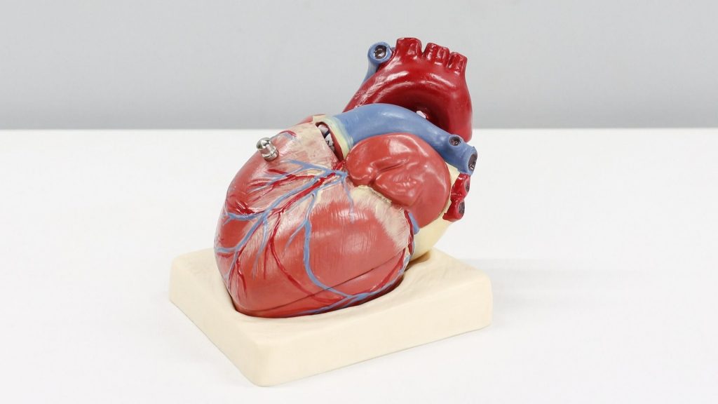 Un modelo de corazón humano sobre una mesa 